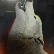 詩人の生涯の画像