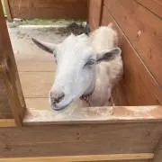 めぇの画像