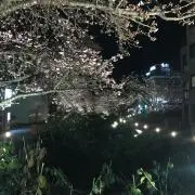 チャムス