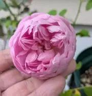 MOQ✿の画像