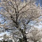 ニモの画像