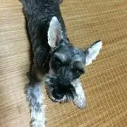 ボブ