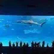 soraの画像