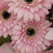 u_uの画像