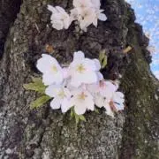 チーズケーキの画像