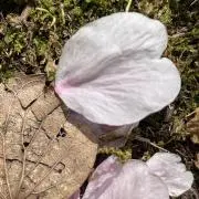 桜の画像