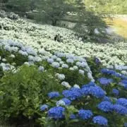 かなの画像