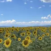 ひまわりの画像