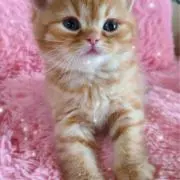 sherryの画像