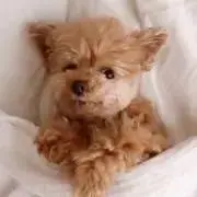 わんこの画像