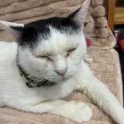 かえでの画像