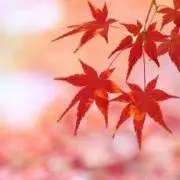 shinoの画像