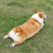 くらの画像