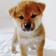 RUIの画像