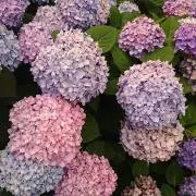 kpbの画像