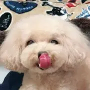 atotorikuuの画像