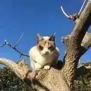 nekobiの画像