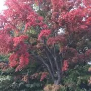 むさしの画像