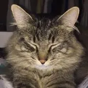 ありす
