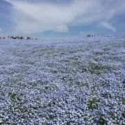 amenohiの画像