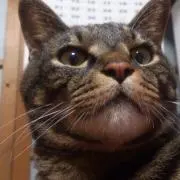 とくちゃんの画像