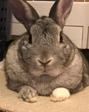 ももも