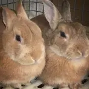 さぎうさぎの画像