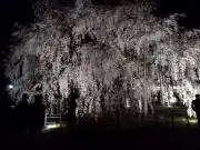 クロの画像
