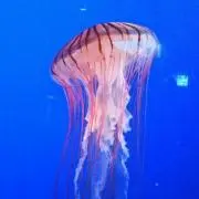 にゃーの画像