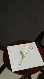 あじの画像