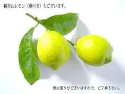 れもん