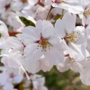 moyaの画像