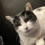 Choki
