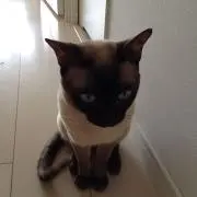 pekechan