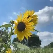 プリンの画像