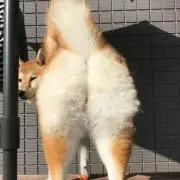 り