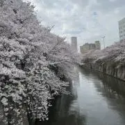 あかさ