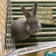 はな
