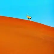 もんち