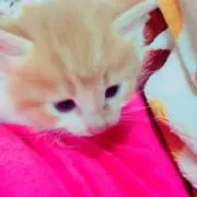 アッスー☆