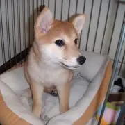 おまめの画像