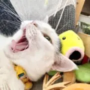 猫アレルギー　《まとめ買い歓迎》の画像