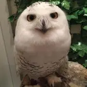 shiの画像