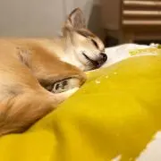 やまの画像