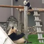 はぁちゃん
