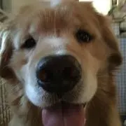 もふ もふ