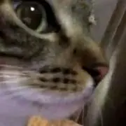 ペペちゃん