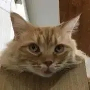 ちゃあの画像