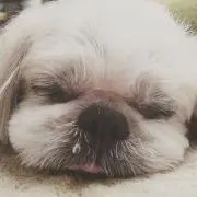 ちーずの画像
