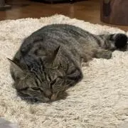 M＊プロフ一読推奨の画像